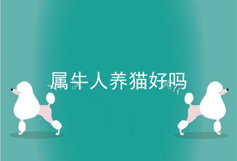 属牛人养猫好吗