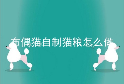 布偶猫自制猫粮怎么做