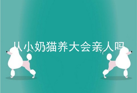 从小奶猫养大会亲人吗