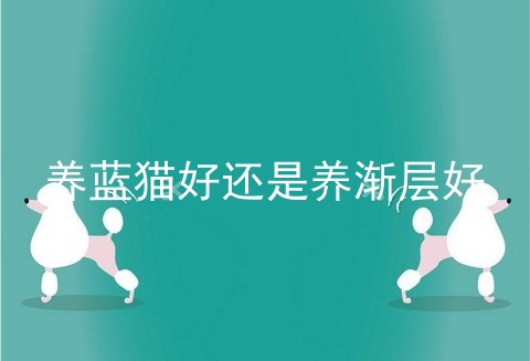 养蓝猫好还是养渐层好