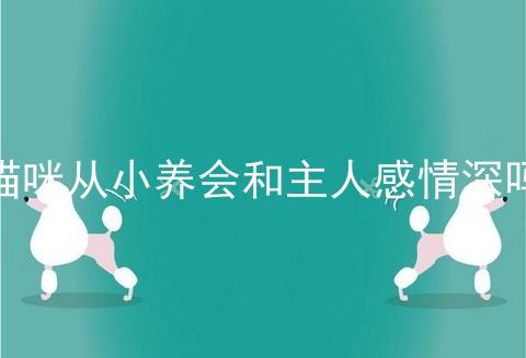 猫咪从小养会和主人感情深吗