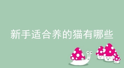 新手适合养的猫有哪些