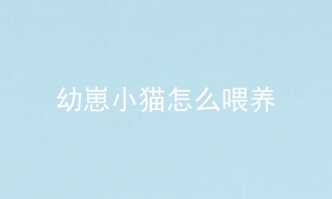 幼崽小猫怎么喂养