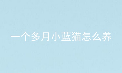 一个多月小蓝猫怎么养