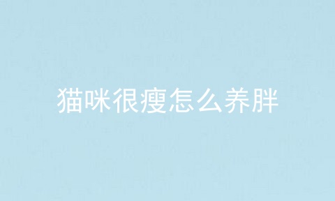 猫咪很瘦怎么养胖