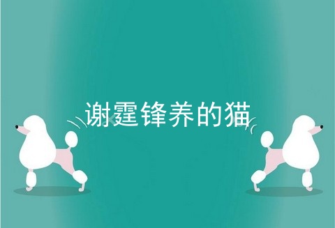 谢霆锋养的猫