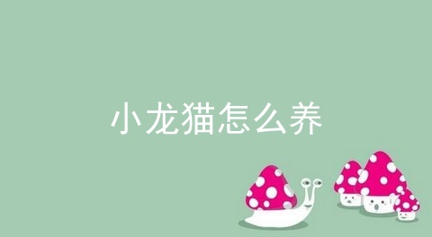 小龙猫怎么养