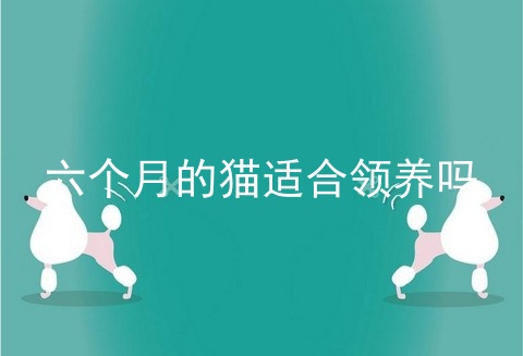 六个月的猫适合领养吗