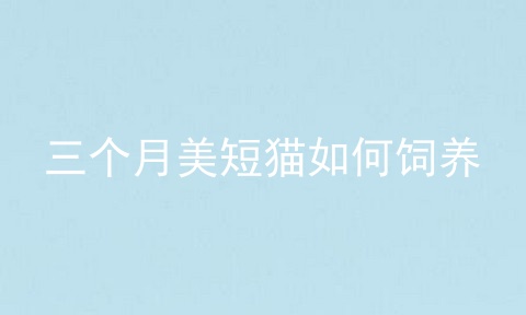 三个月美短猫如何饲养