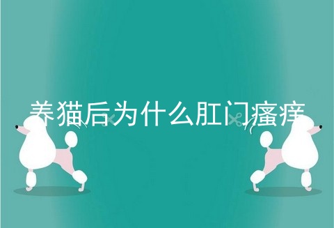 养猫后为什么肛门瘙痒