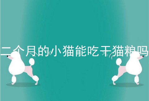 二个月的小猫能吃干猫粮吗