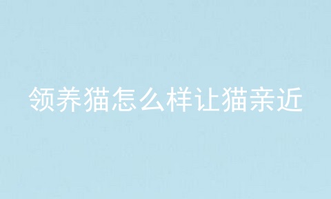 领养猫怎么样让猫亲近