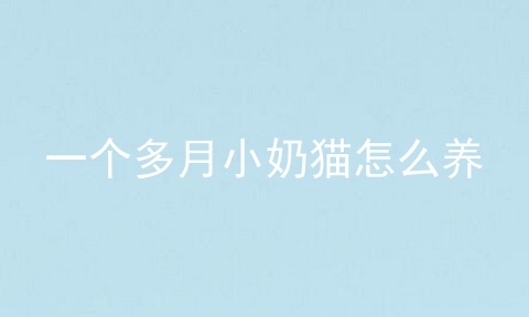 一个多月小奶猫怎么养