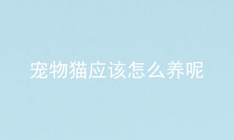 宠物猫应该怎么养呢