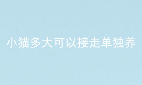 小猫多大可以接走单独养