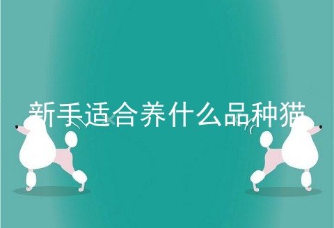 新手适合养什么品种猫