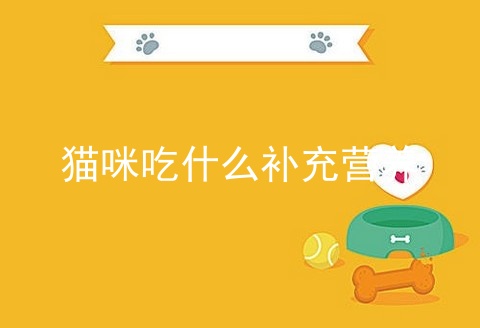 猫咪吃什么补充营养