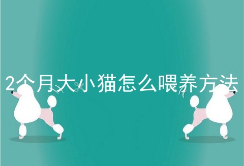 2个月大小猫怎么喂养方法