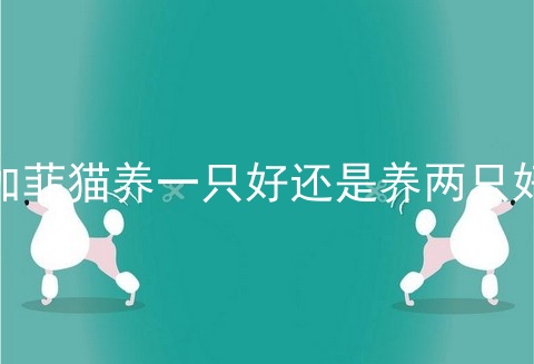 加菲猫养一只好还是养两只好