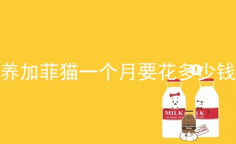 养加菲猫一个月要花多少钱
