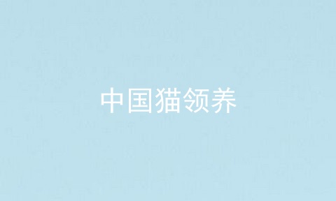 中国猫领养