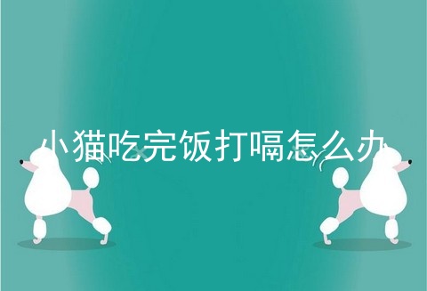 小猫吃完饭打嗝怎么办