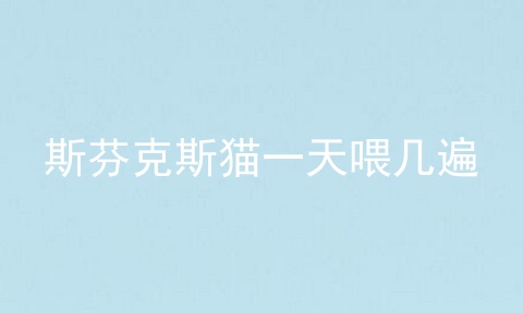 斯芬克斯猫一天喂几遍