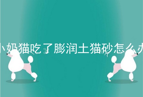 小奶猫吃了膨润土猫砂怎么办