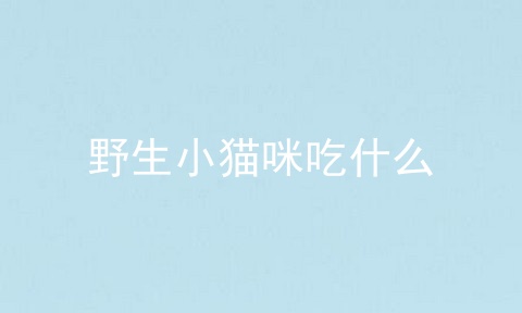 野生小猫咪吃什么
