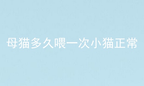 母猫多久喂一次小猫正常