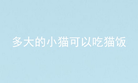 多大的小猫可以吃猫饭