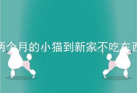 两个月的小猫到新家不吃东西