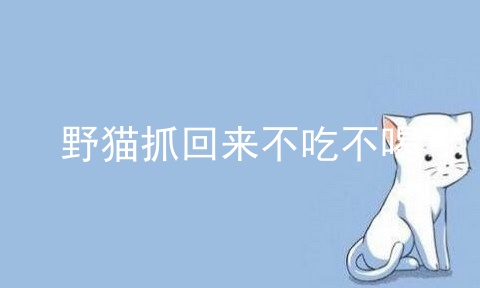 野猫抓回来不吃不喝