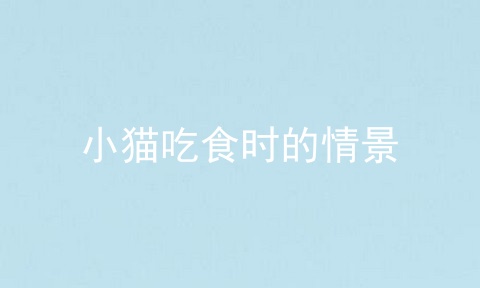 小猫吃食时的情景