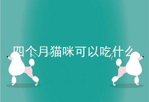 四个月猫咪可以吃什么
