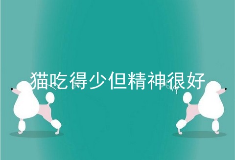 猫吃得少但精神很好