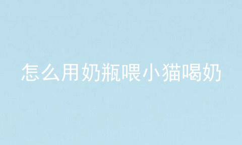 怎么用奶瓶喂小猫喝奶