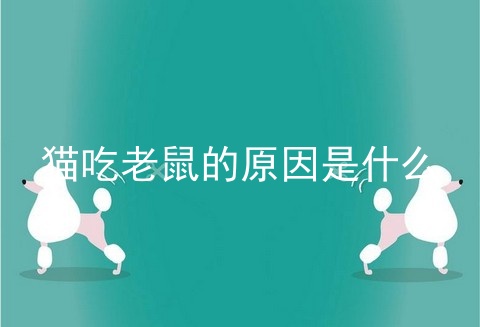 猫吃老鼠的原因是什么