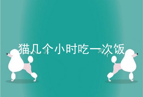猫几个小时吃一次饭