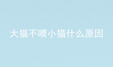 大猫不喂小猫什么原因