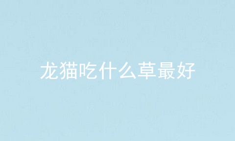 龙猫吃什么草最好