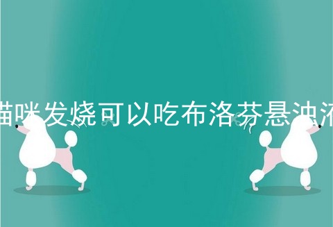 猫咪发烧可以吃布洛芬悬浊液
