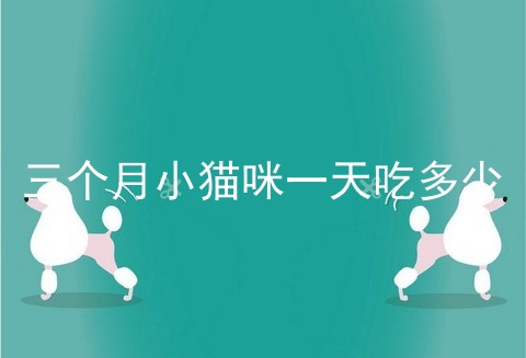 三个月小猫咪一天吃多少