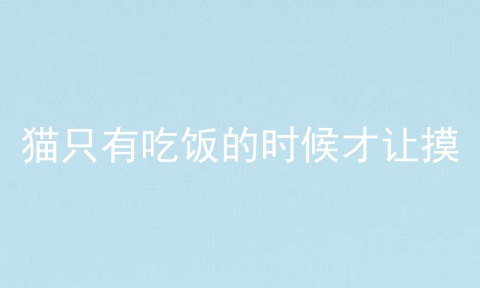 猫只有吃饭的时候才让摸