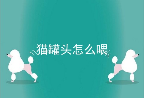 猫罐头怎么喂