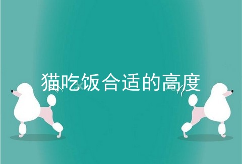 猫吃饭合适的高度
