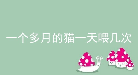 一个多月的猫一天喂几次