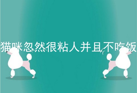 猫咪忽然很粘人并且不吃饭