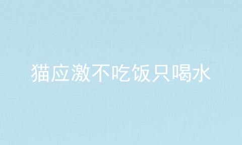 猫应激不吃饭只喝水