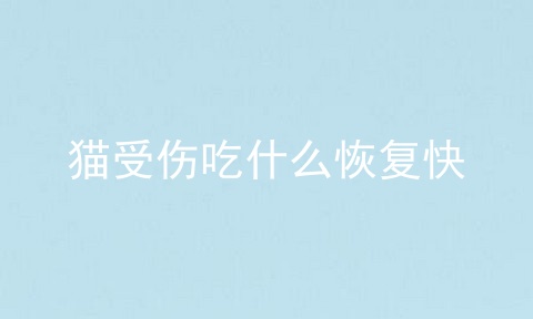 猫受伤吃什么恢复快